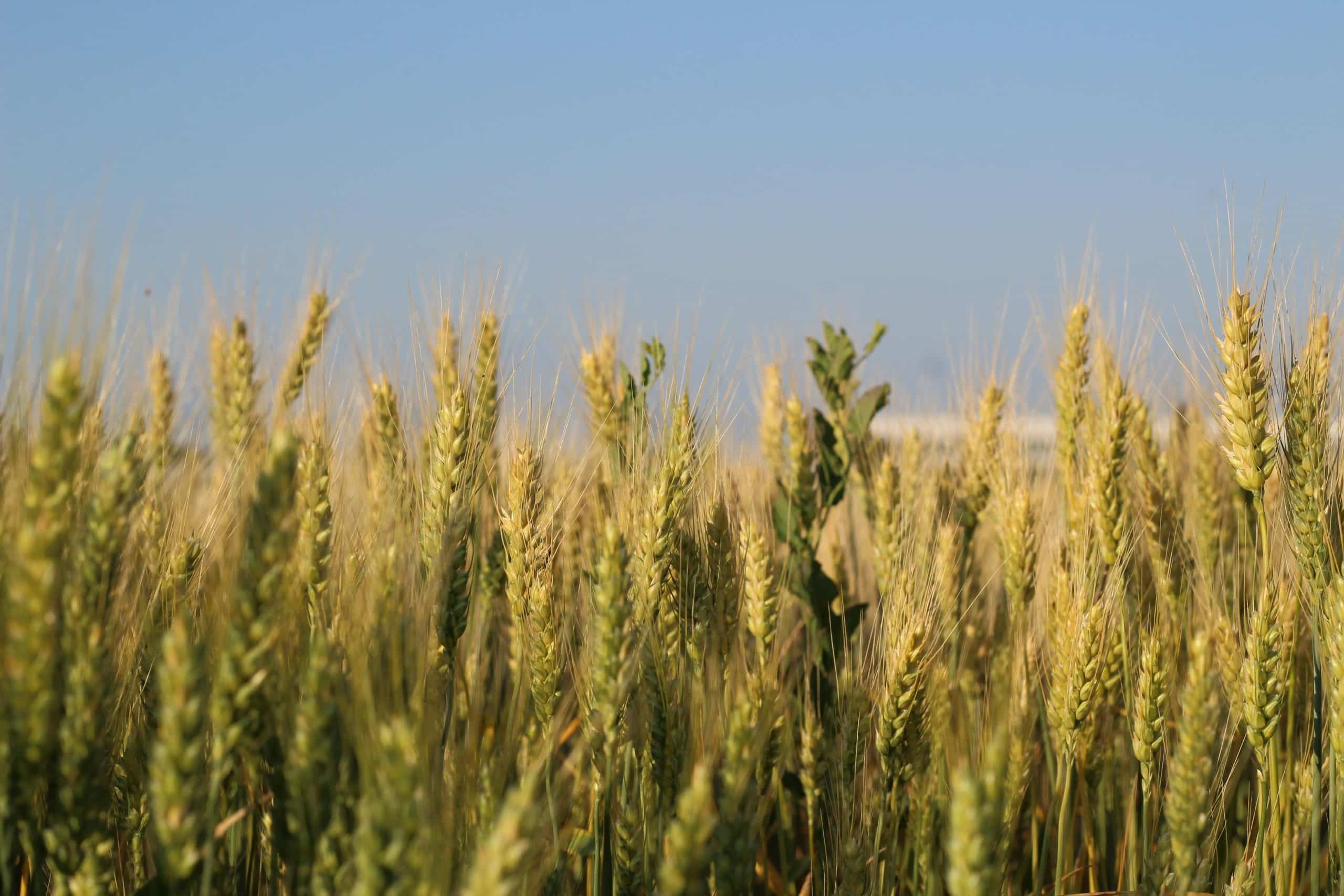 Champs de blé: où se trouve le gluten?