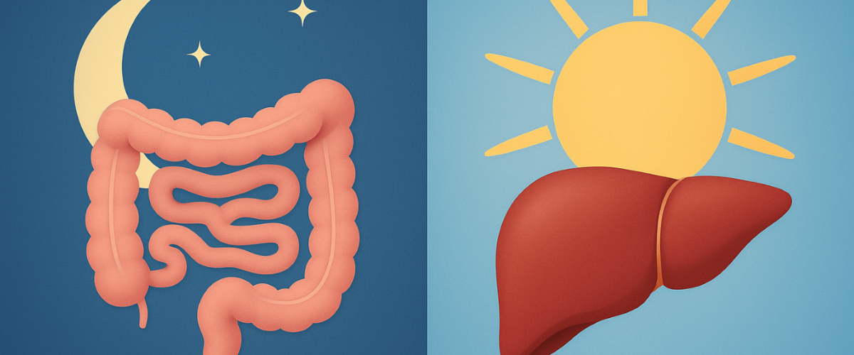 Intestins foie complémentation timing